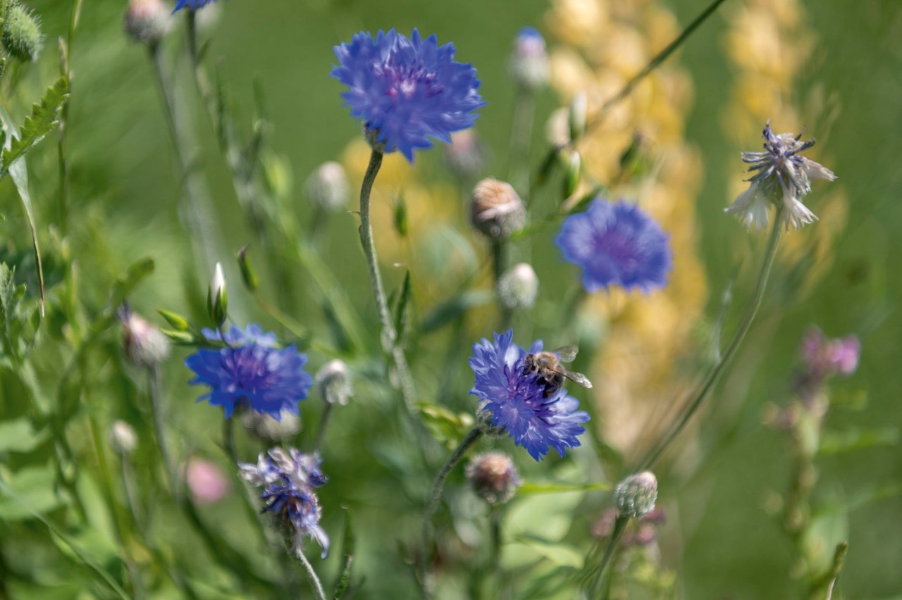 Nahaufnahme von leuchtend blauen Kornblumen vor anderen Wildblumen