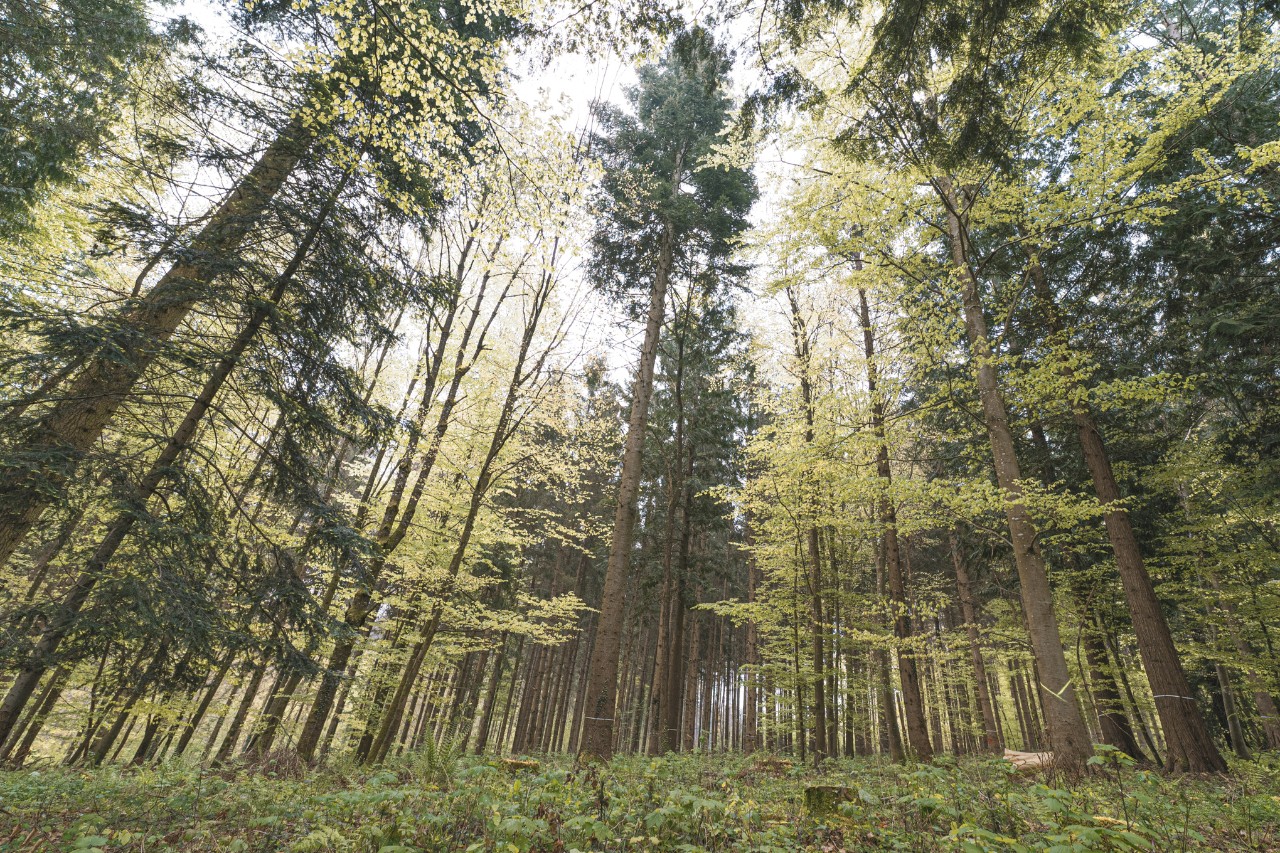  Waldlandschaft mit Nadel- und Laubbäumen