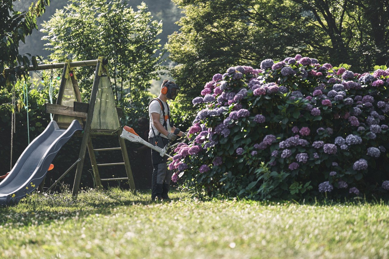 Ein Mann mit Gehör- und Gesichtsschutz steht mit einem STIHL Freischneider vor einem großen Hortensienstrauch 