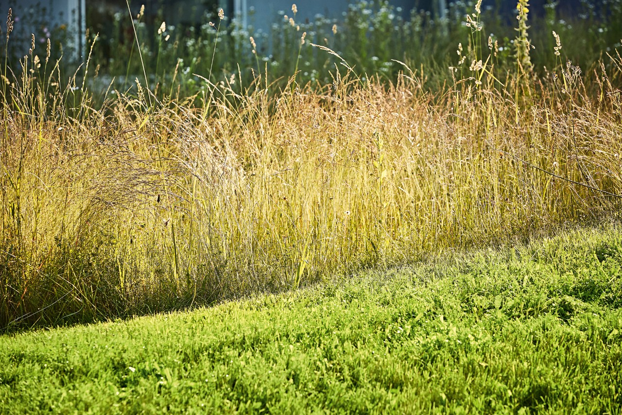 Mit der Motorsense gemähtes Gras, im Hintergrund ungemähtes hohes Gras