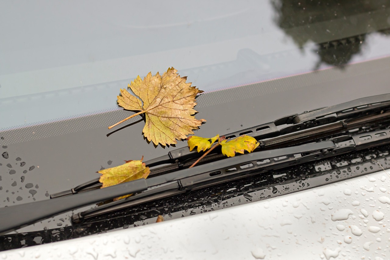 Gelbe Laubblätter auf der Windschutzscheibe und an den Scheibenwischern eines Autos