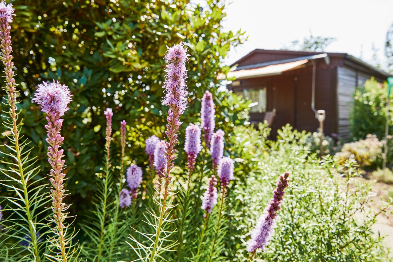 Bunte Blumen im Garten