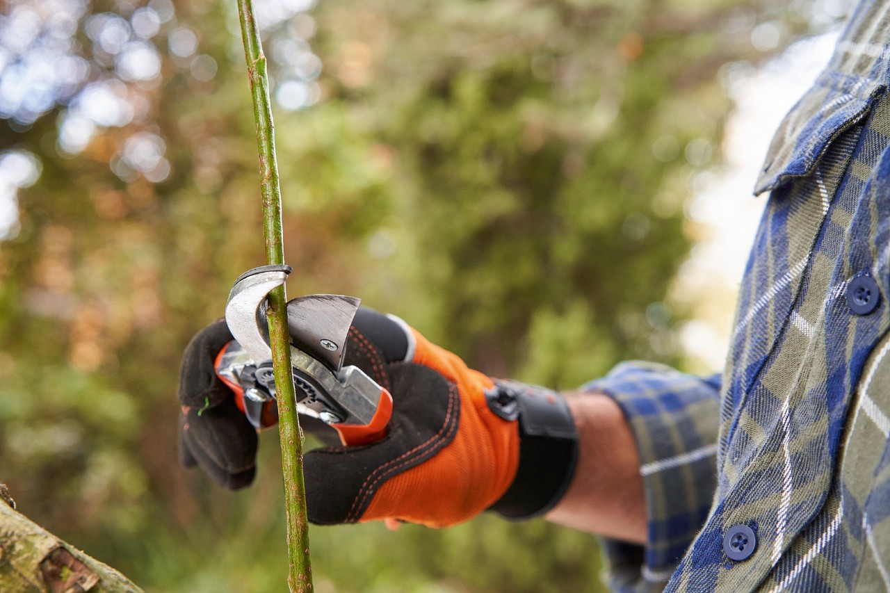 Eine Person schneidet mit einer Gartenschere einen Zweig ab