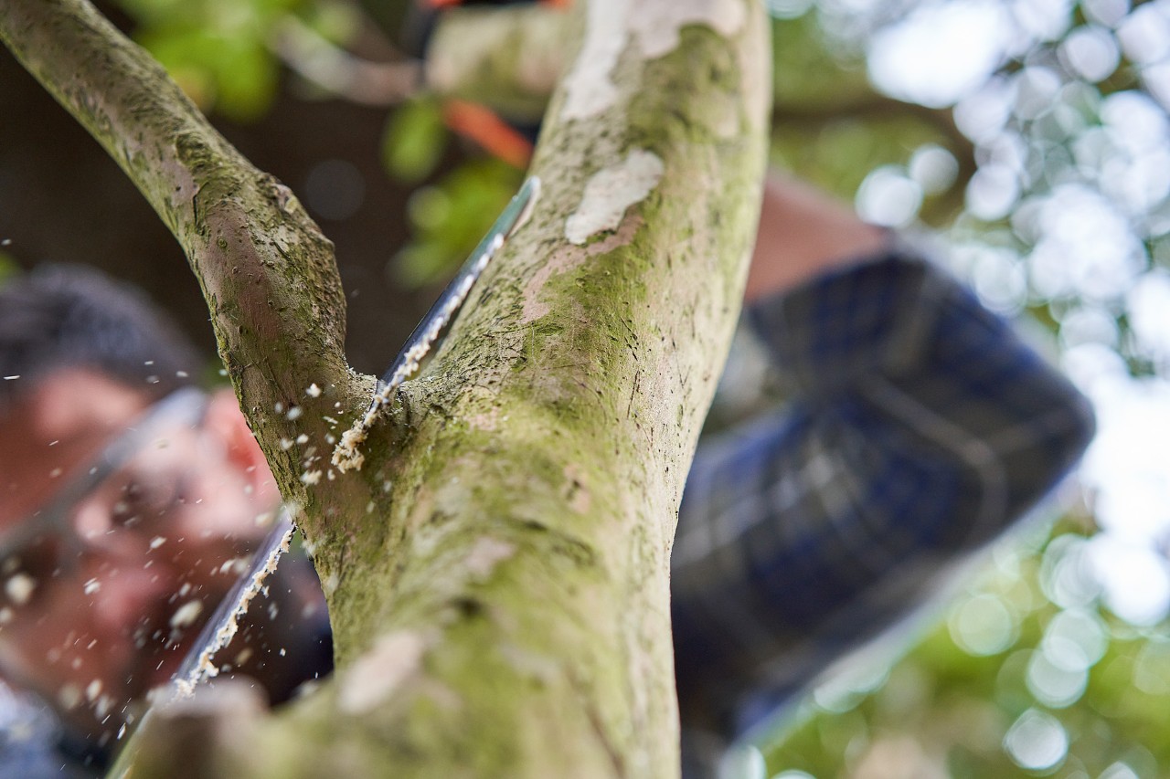 Ein Mann sägt einen Ast von oben nach unten entlang des Astrings vom Baum