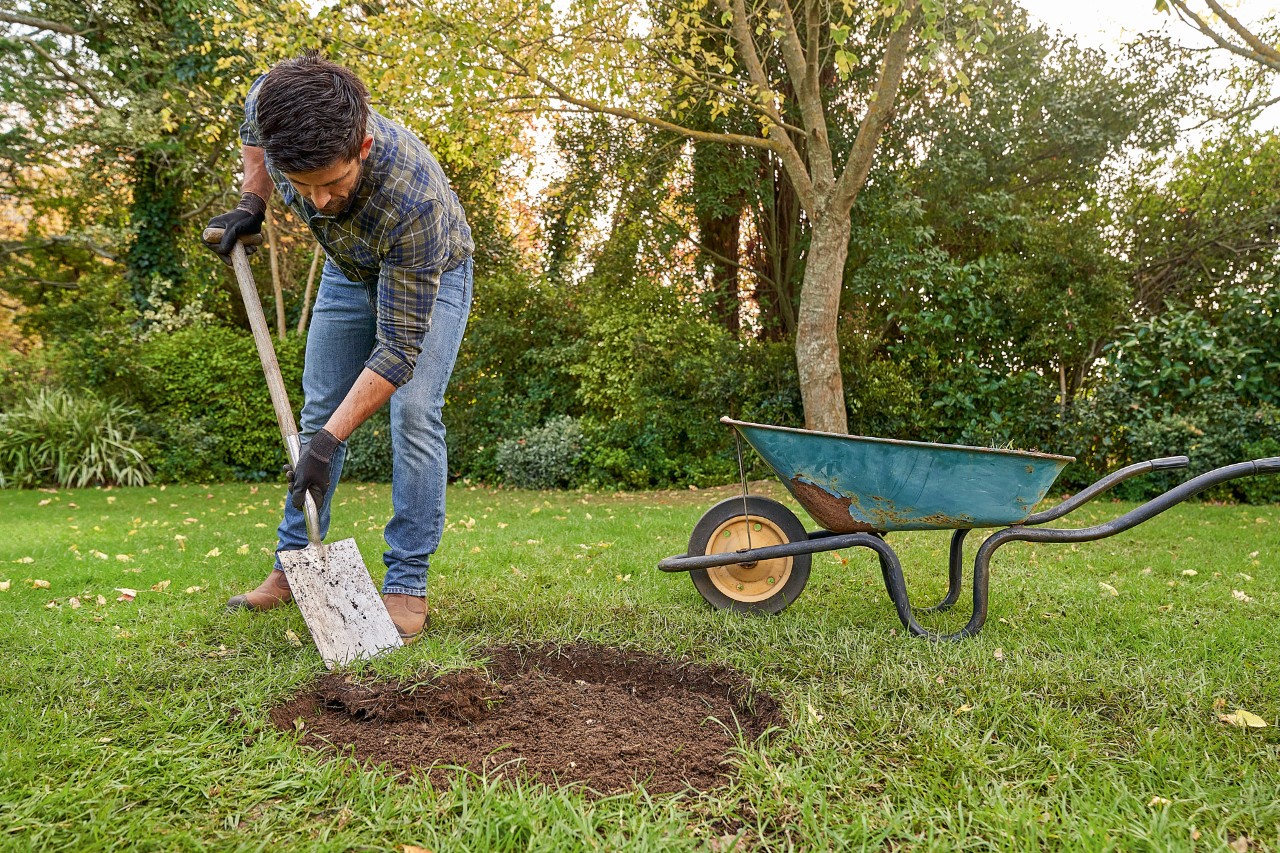 Ein Mann mit STIHL Schutzhandschuhen entfernt mit dem Spaten den Rasen für ein Pflanzloch, um einen Baum zu pflanzen