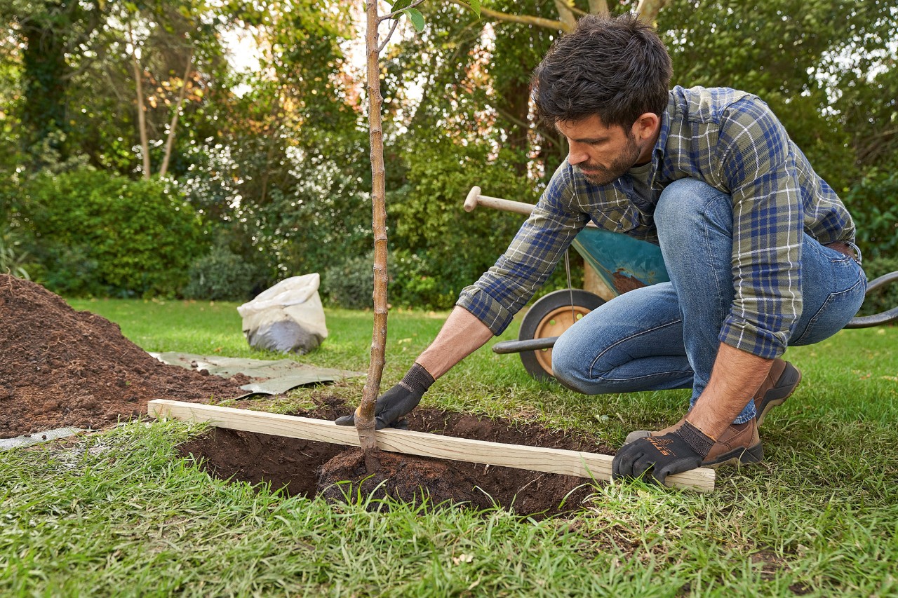 Ein Mann mit STIHL Schutzhandschuhen richtet einen Baum mittig in der Pflanzgrube aus, über die er eine Dachlatte legt