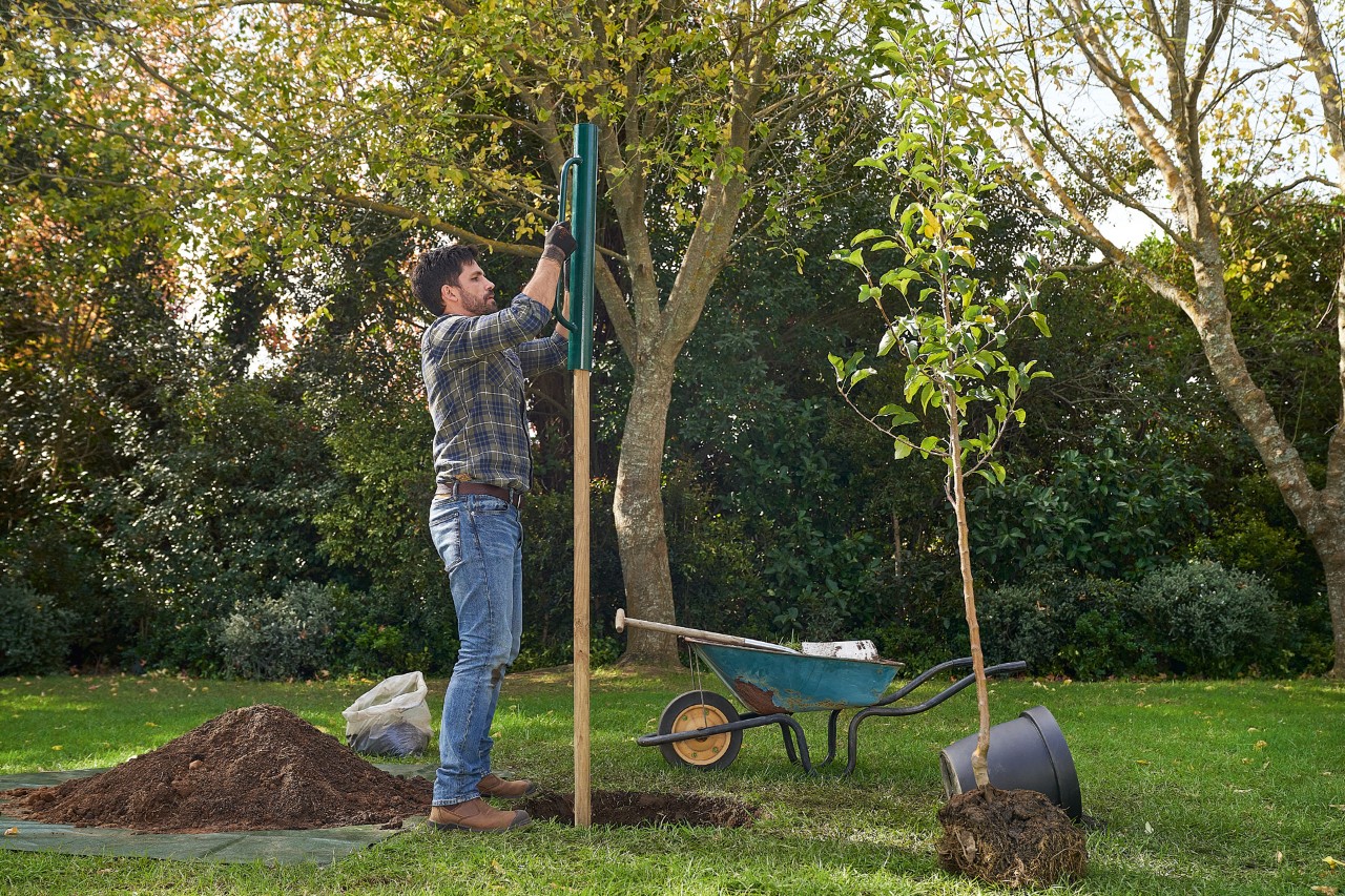 Ein Mann platziert einen Stützpfahl in der Erde, um einen Baum zu pflanzen
