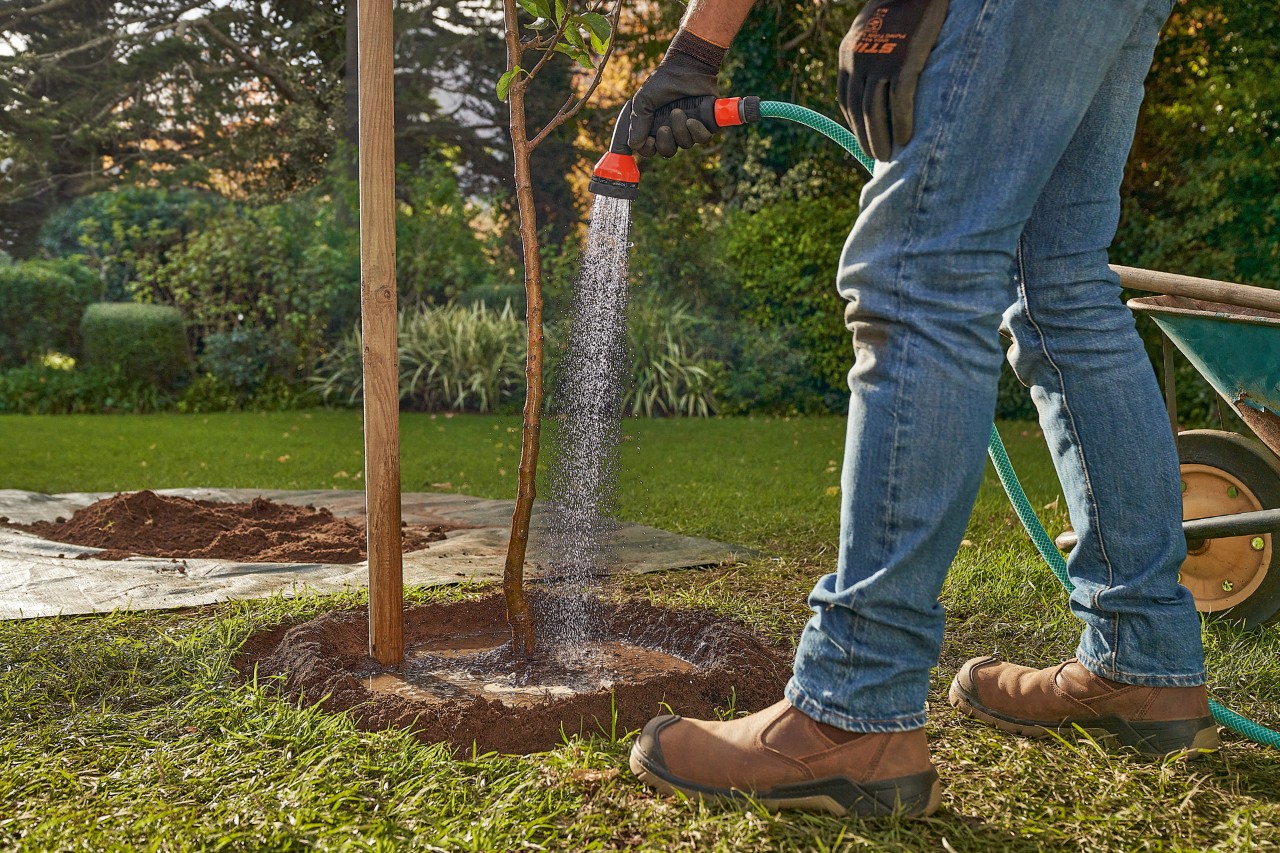 Ein Mann wässert die Mulde um einen frisch gepflanzten Baum mit einem Gartenschlauch