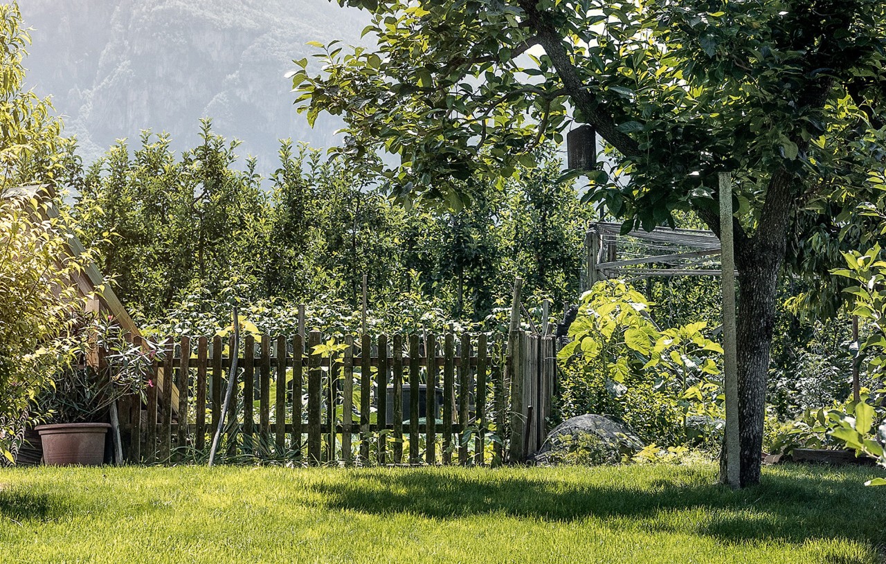 Baum neben Gartenzaun in einem gepflegten, kleinen Garten 