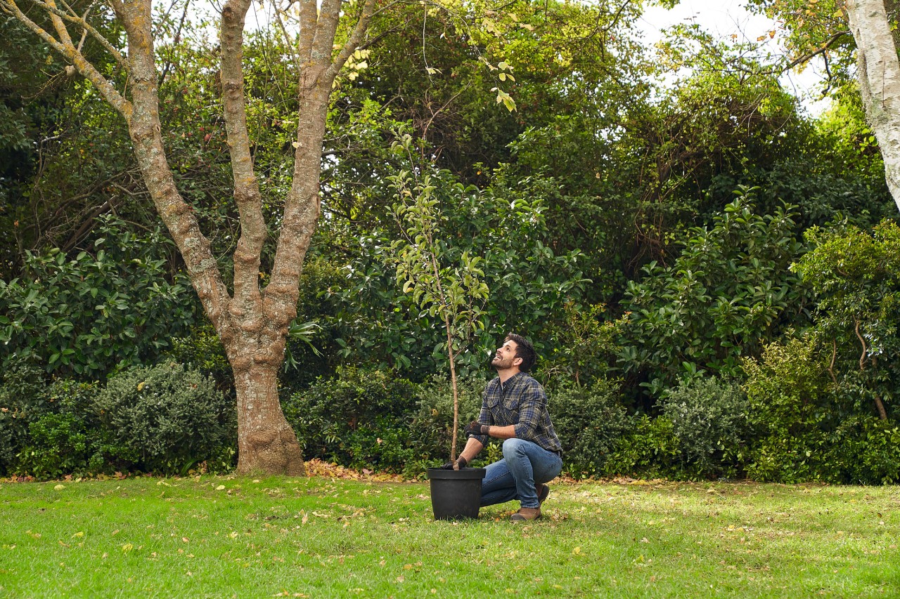 Ein Mann kniet im Garten neben einem Containerbaum zum Einpflanzen und betrachtet ihn