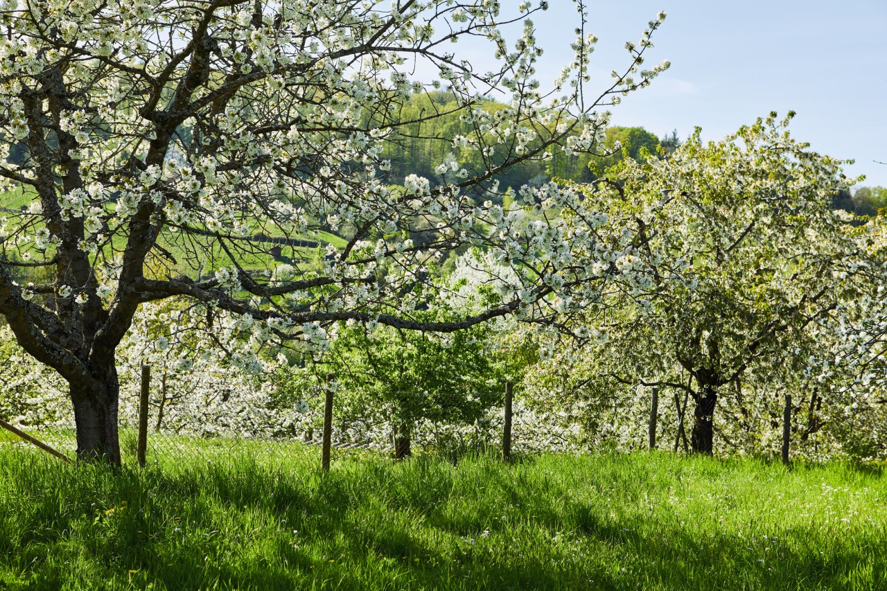 Blühende Apfelbäume in einem Obstgarten