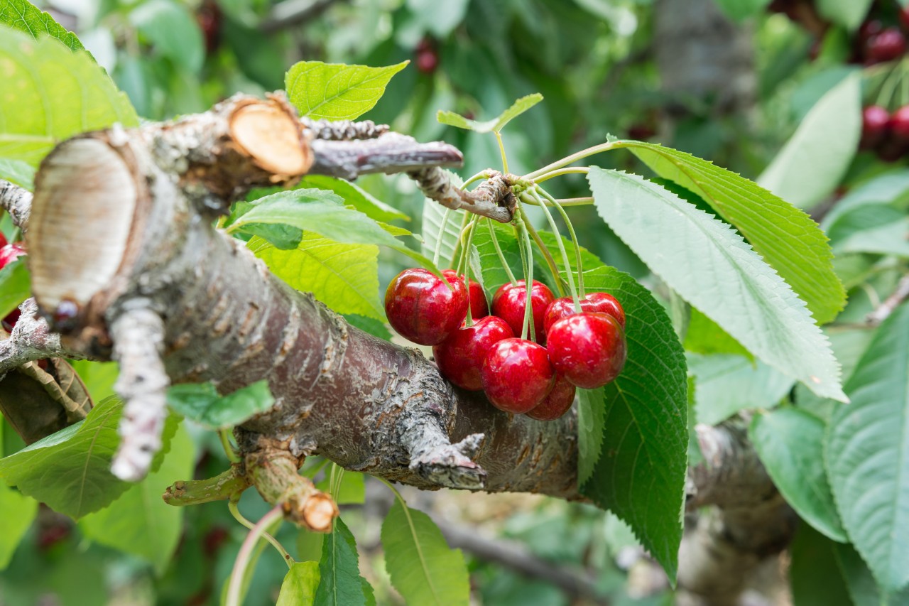 Süßkirschen an einem Baum