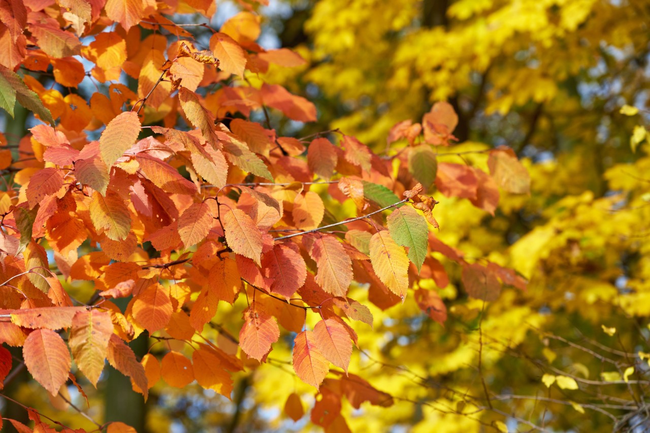 Herbstlicher Kirschbaum mit orange-rot gefärbtem Laub