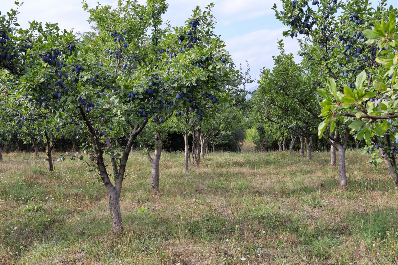 Üppig behangene Pflaumenbäume in einem Obstgarten