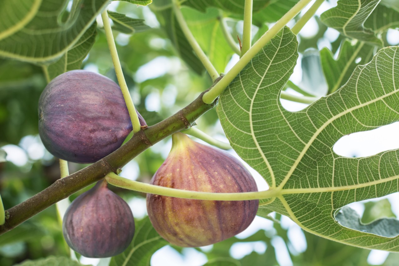 Nahaufnahme von reifen Feigen an einem Baum