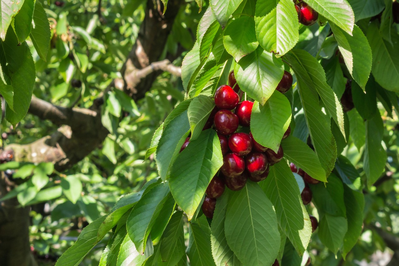 Kirschbaum mit reifen Früchten