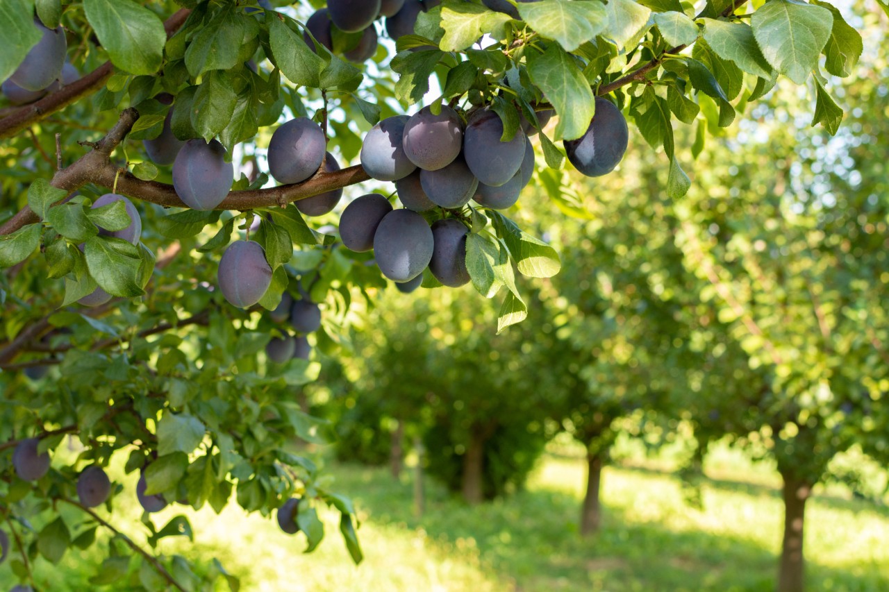 Ein Pflaumenbaum mit reifen Früchten in einem Obstgarten