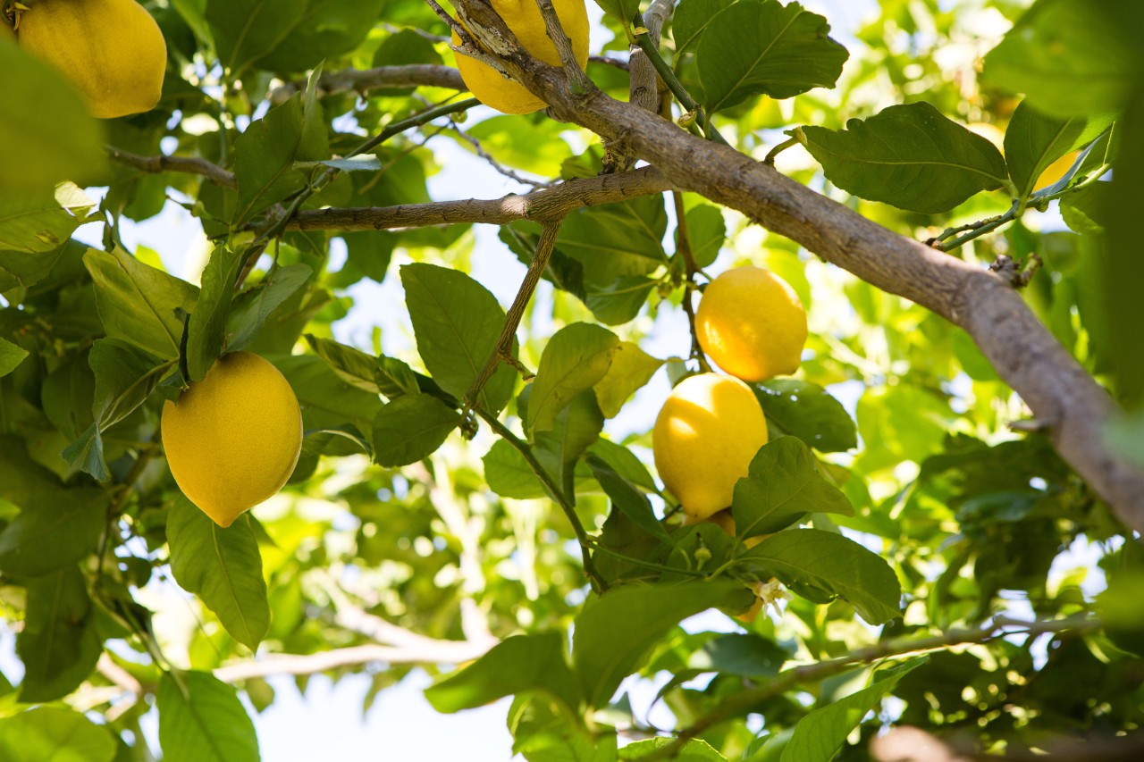 Mit vielen Früchten behangener Zitronenbaum