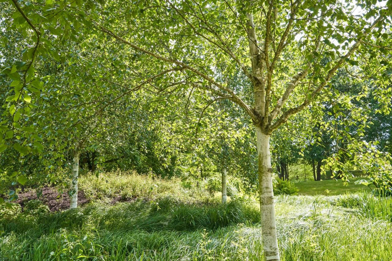 Sandbirken auf einer grünen Wiese