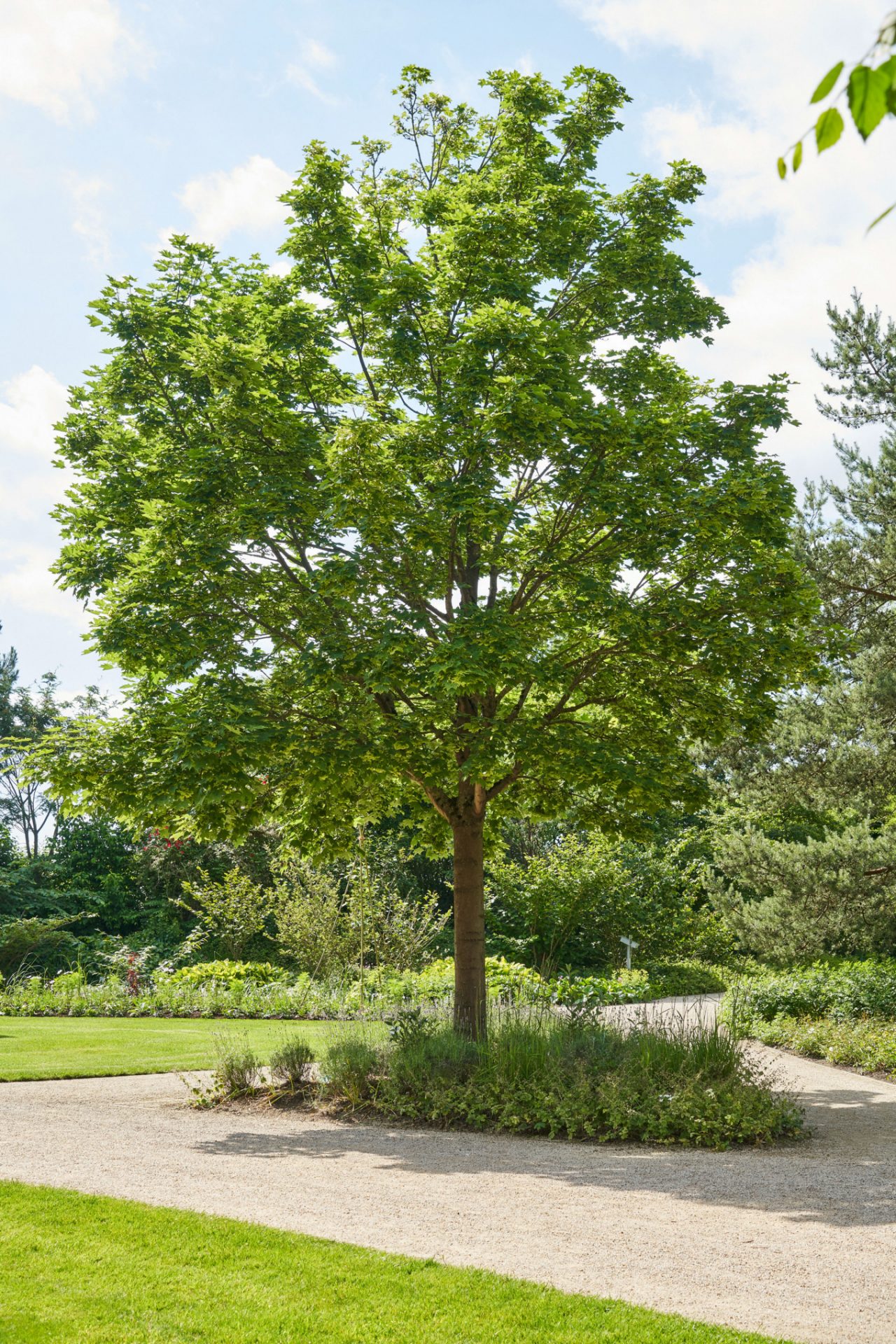 Schnell wachsender Baum in der Sonne neben einer Rasenfläche