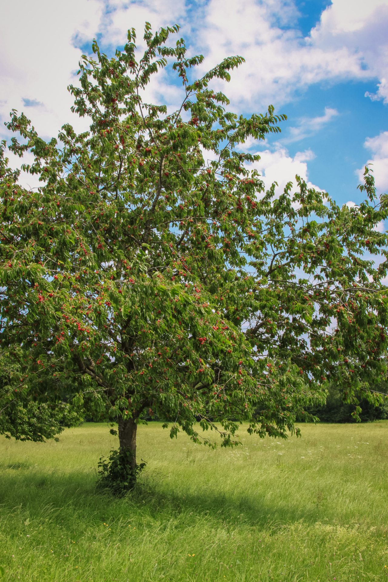 Süßkirsche mit Früchten auf einer Wiese unter blauem, wolkigem Himmel