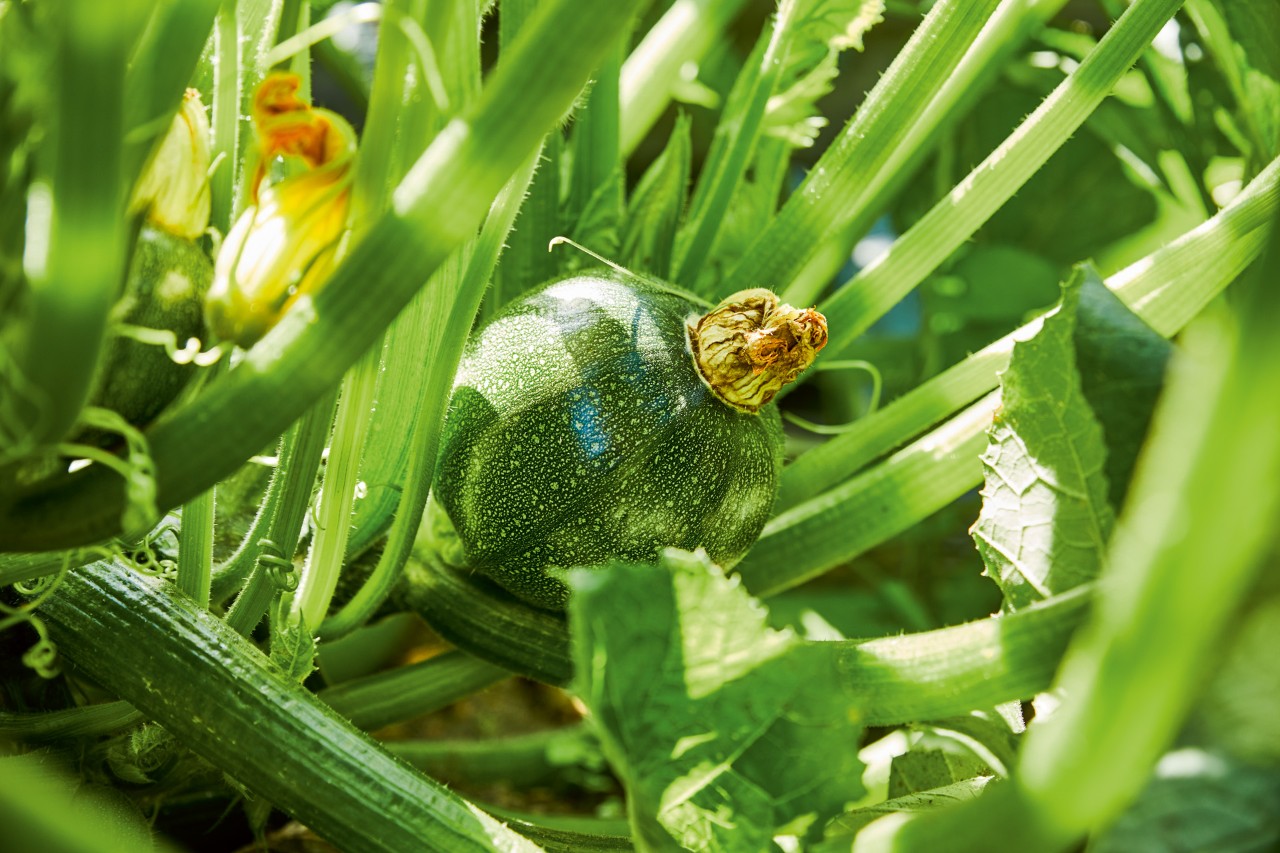 Nahaufnahme einer runden Zucchini in Gemüsebeet