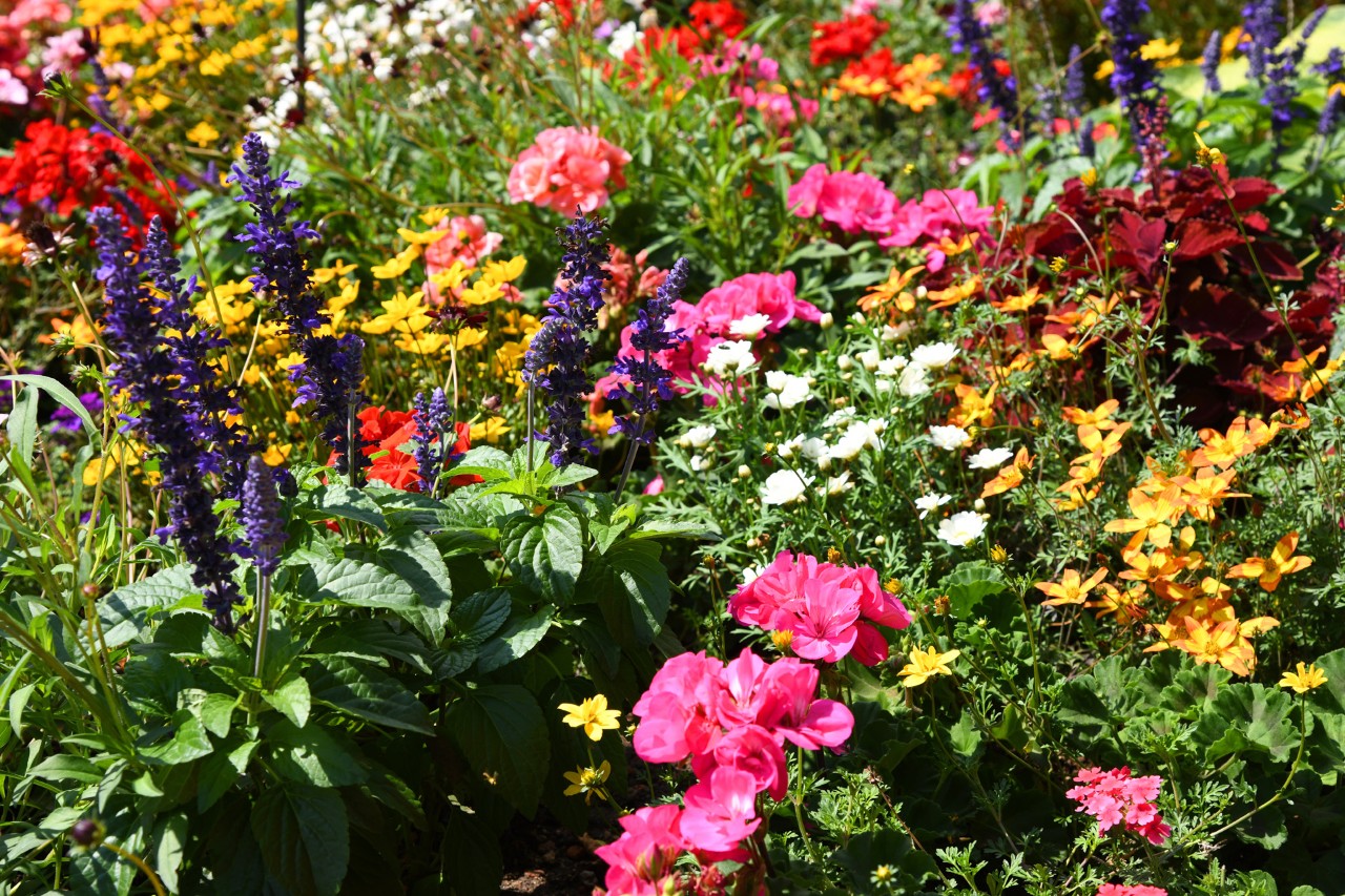 Staudenbeet mit vielen bunten Blumen