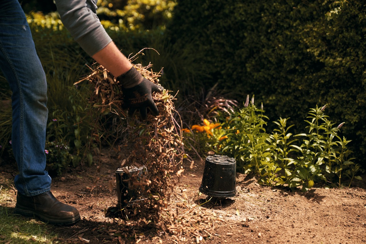 Mulch wird von Hand auf den Boden um die neu gepflanzte Pflanze herum verteilt
