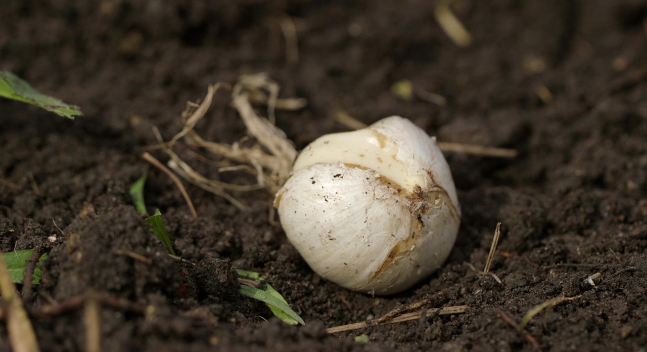 Nahaufnahme einer Blumenzwiebel in einem Beet