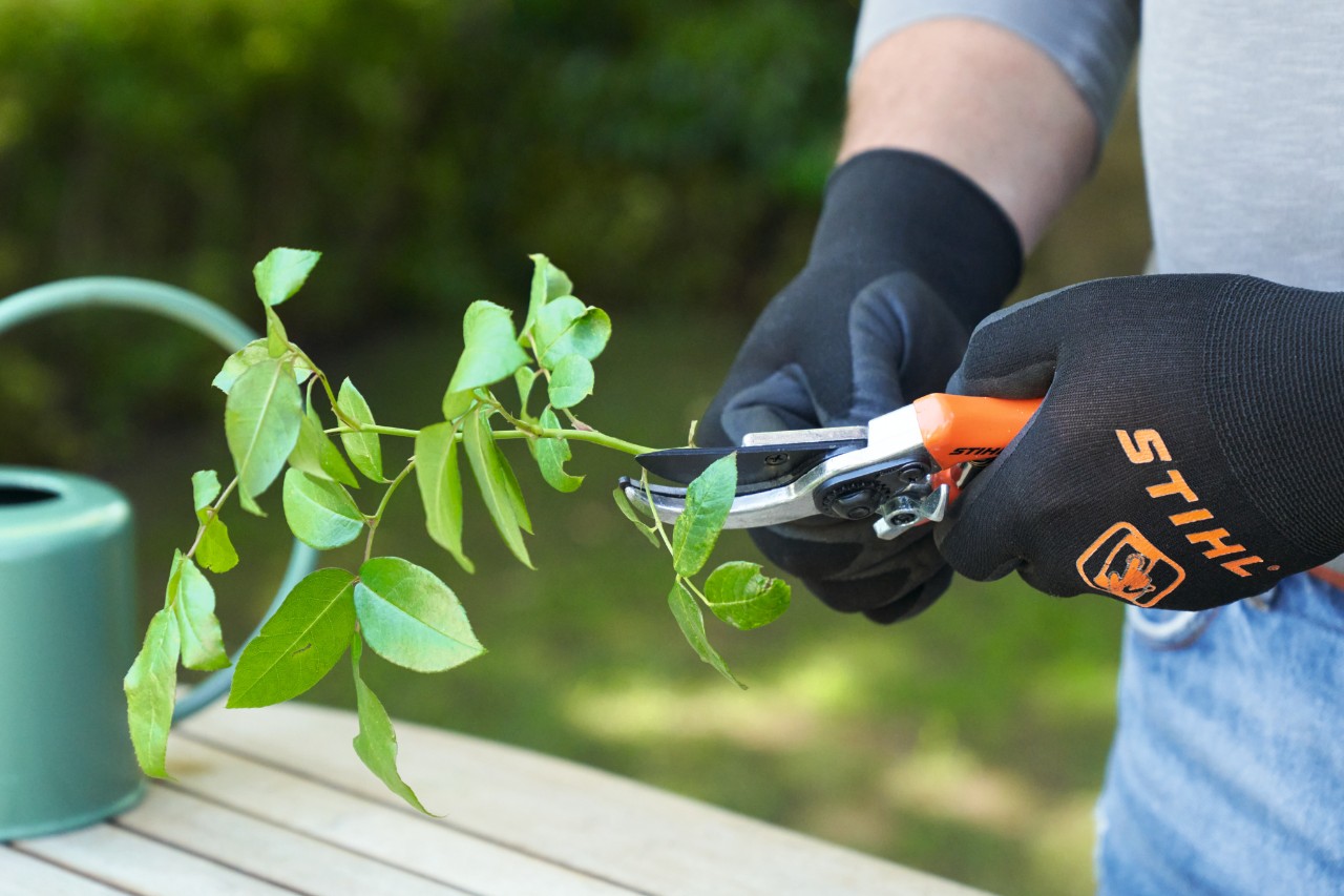 Nahaufnahme, wie eine Person mit Arbeitshandschuhen und einer Gartenschere Stecklinge schneidet 