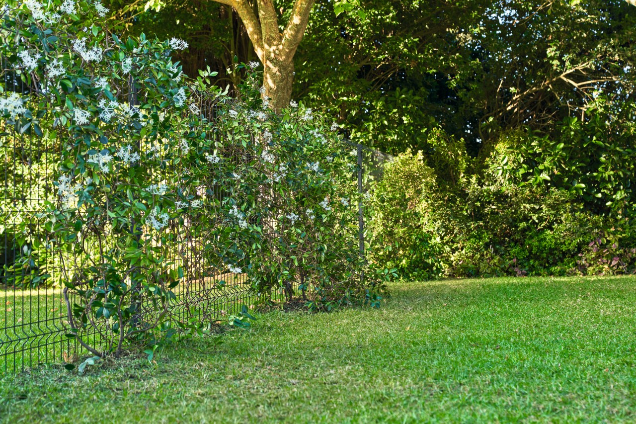 Gartengrundstück mit einem grün bepflanzten Sichtschutzzaun  