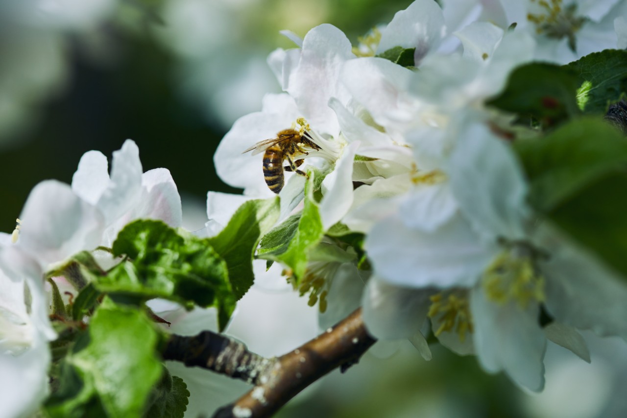 Nahaufnahme einer Biene auf weißer Blüte
