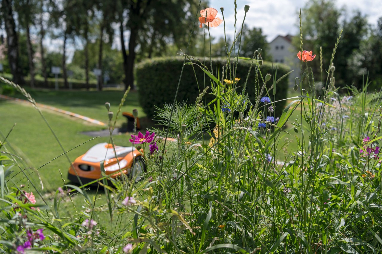 Roter Mohn, Kornblumen und weitere Wildblumen, im Hintergrund ein STIHL iMOW® Mähroboter mit Ladestation in einem Garten 