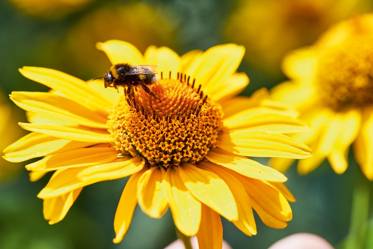 Nahaufnahme einer Hummel auf Sonnenblumenblüte