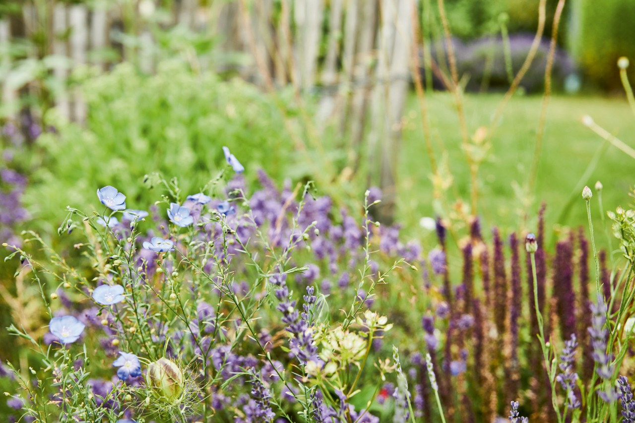 Nahaufnahme von lilafarbenen Blumen in einem bienenfreundlichen Garten