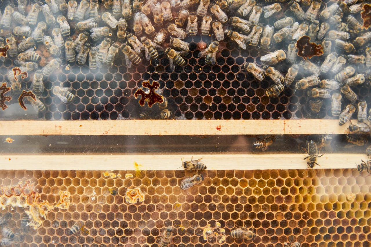 Nahaufnahme einer Honigwabe in Holzrahmen mit vielen Bienen
