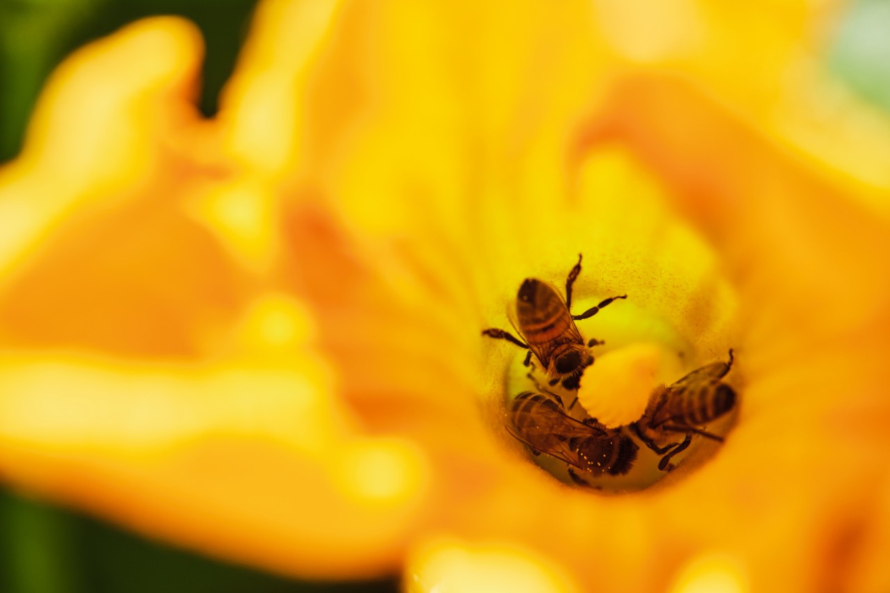 Drei Bienen in gelber Blüte für einen bienenfreundlichen Garten