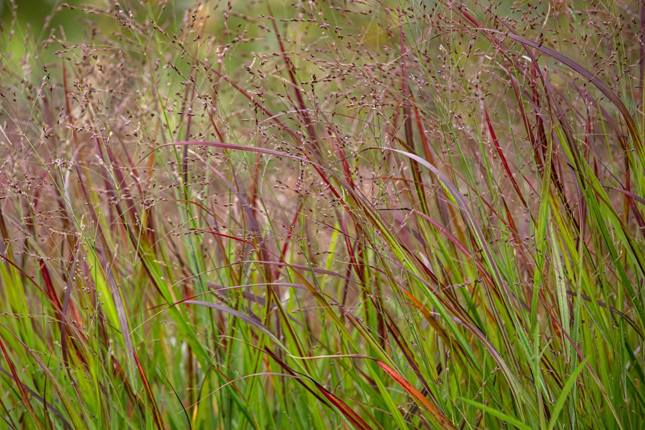 Nahaufnahme von Rutenhirse mit filigranen Blüten