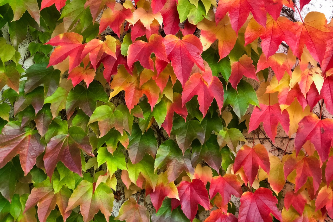 Wilder Wein in leuchtendem Herbstlaub