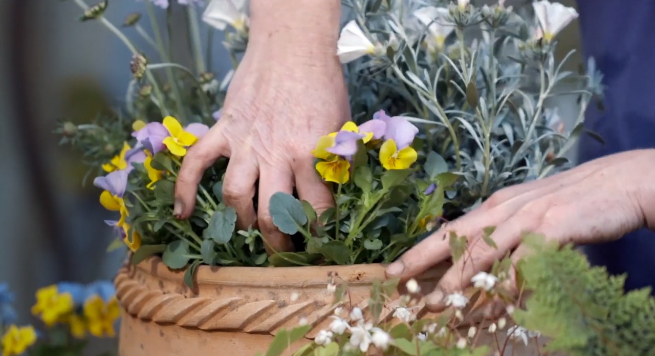 Topfpflanze mit gelben und violetten Blüten wird in einen Tontopf gepflanzt