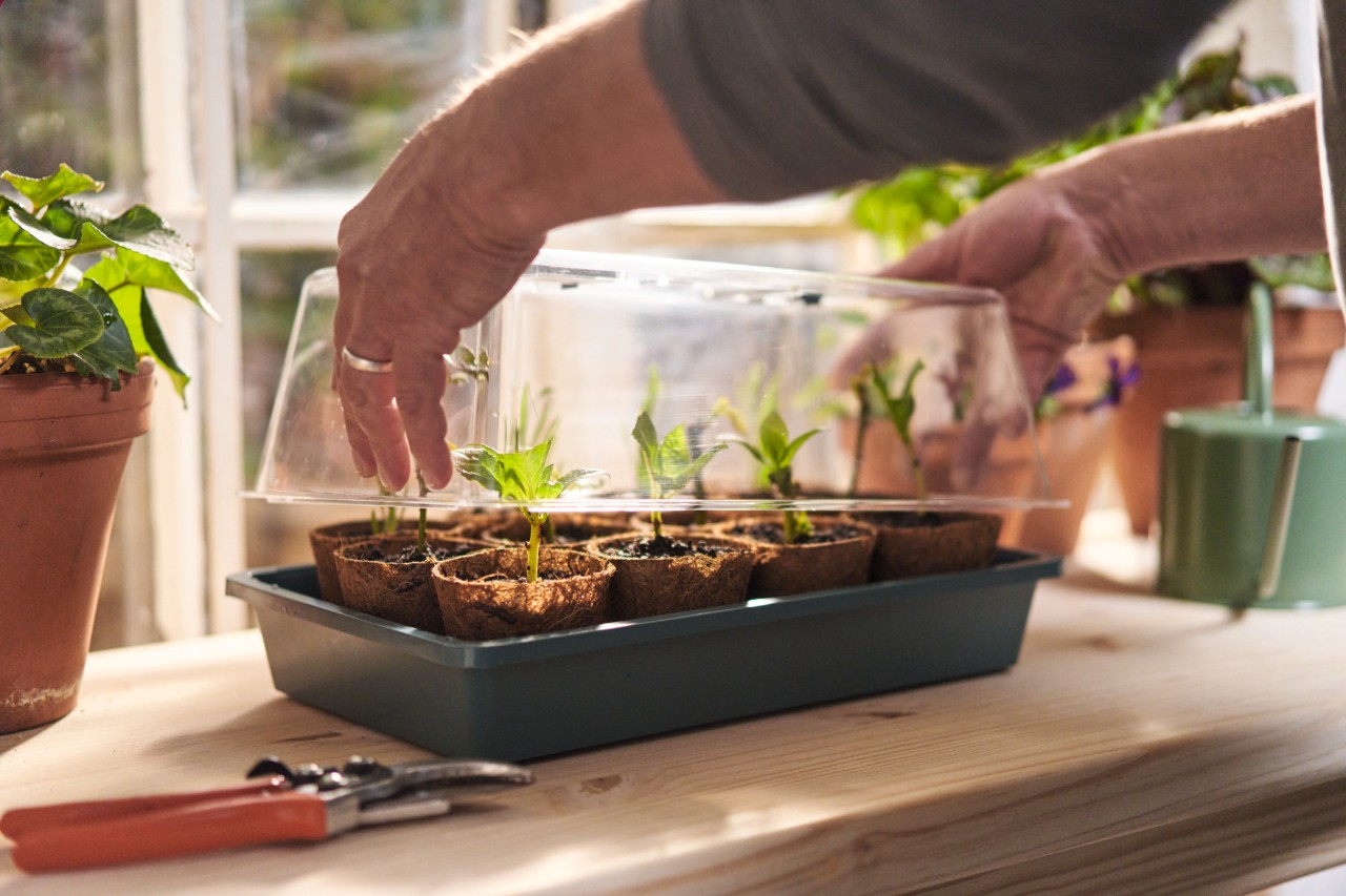 Nahaufnahme, wie jemand den Deckel eines Mini-Gewächshauses anhebt, in dem Setzlinge wachsen, davor liegt eine Gartenschere STIHL Bypass PG 10