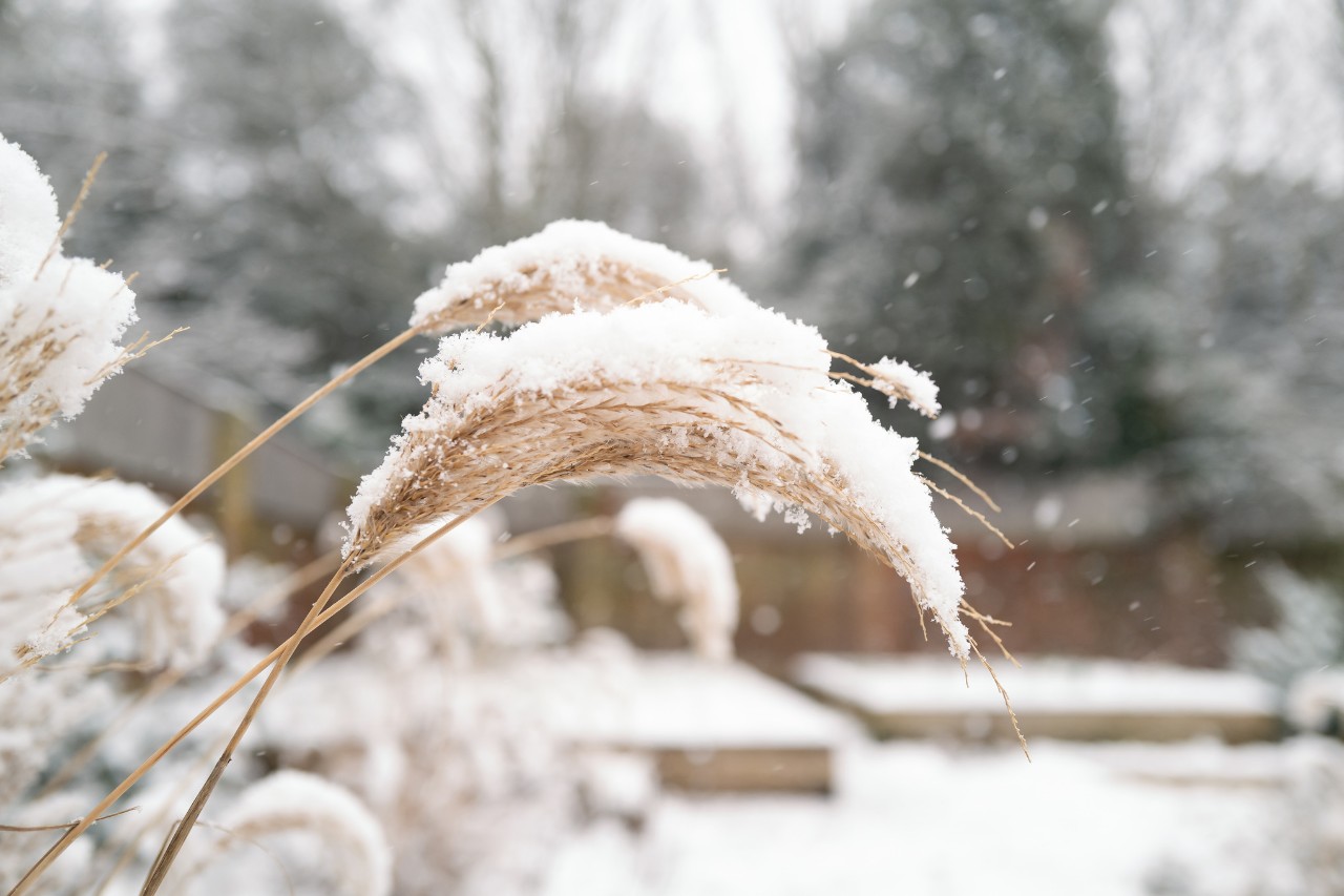 Schneebedeckte Gräser in einem Garten