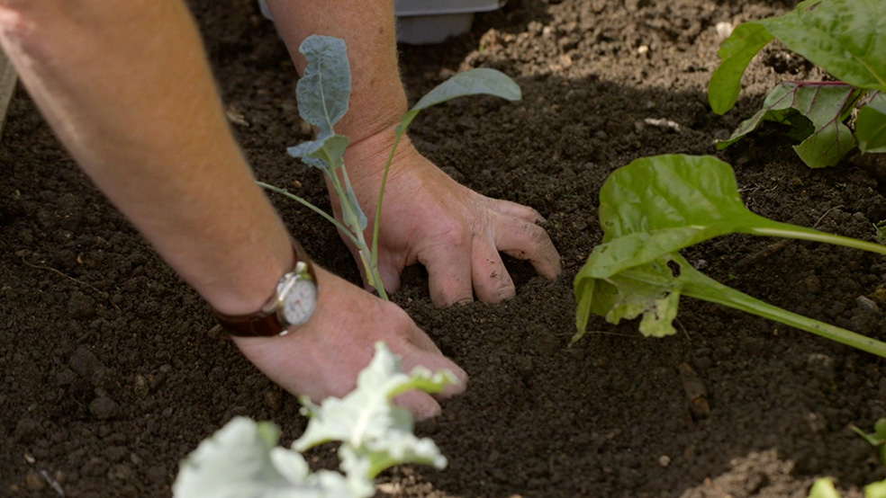 Nahaufnahme von Händen einer Person, die bei der Gartenarbeit im Sommer Kohl in einem Beet anbaut