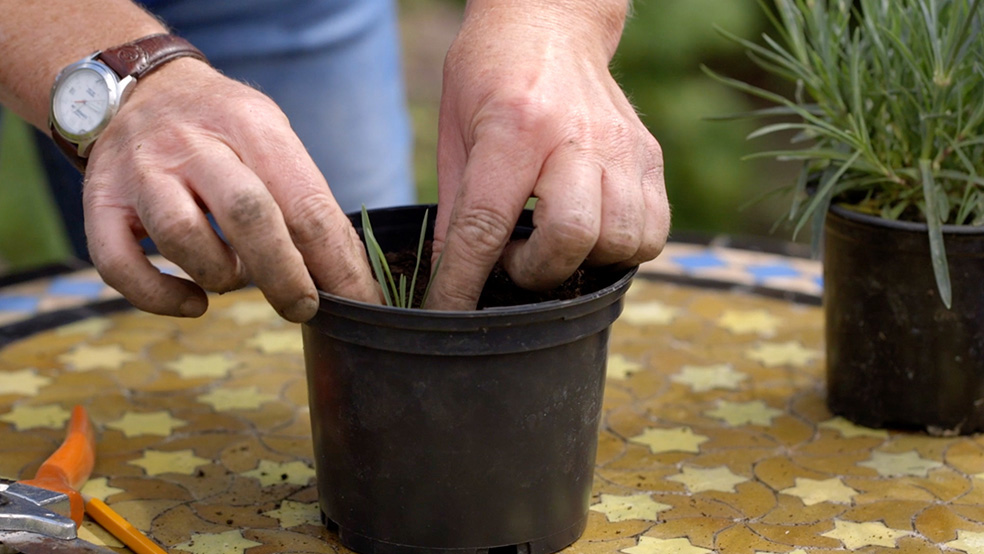 Bei der Gartenarbeit im Sommer werden Stecklinge in einen Topf gepflanzt 