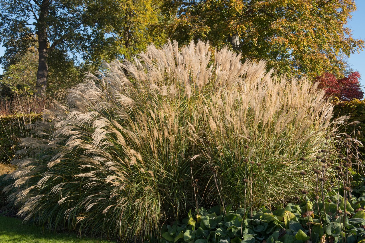 Chinaschilf Miscanthus sinensis in einem Garten