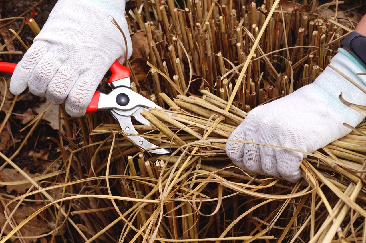 Nahaufnahme, wie jemand mit weißen Arbeitshandschuhen mit einer Gartenschere Gräser schneidet