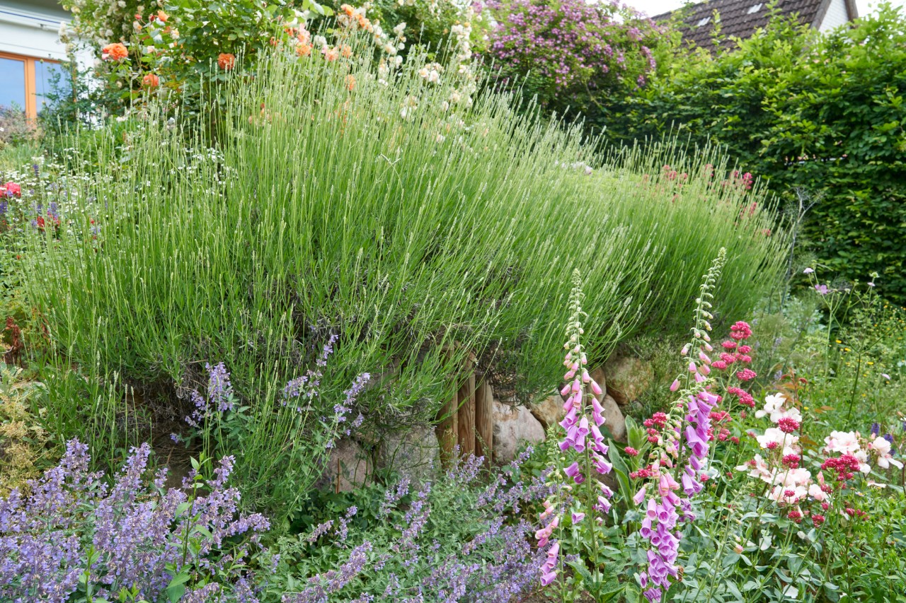 Hanggarten mit Findlingsmauer und Lavendel