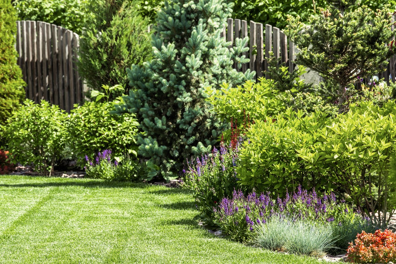 Kleiner Garten mit Rasenfläche vorne, Pflanzen wie Lavendel, Sträucher, kleine Bäume, Solitäre, hoher Holzzaun dahinter.