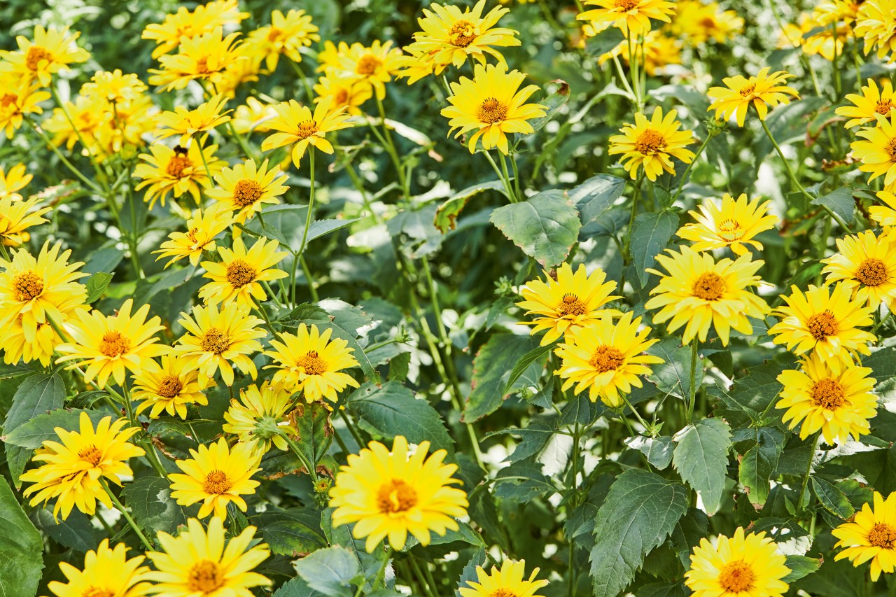 Nahaufnahme: Stauden-Sonnenblume mit hellgelben Blüten
