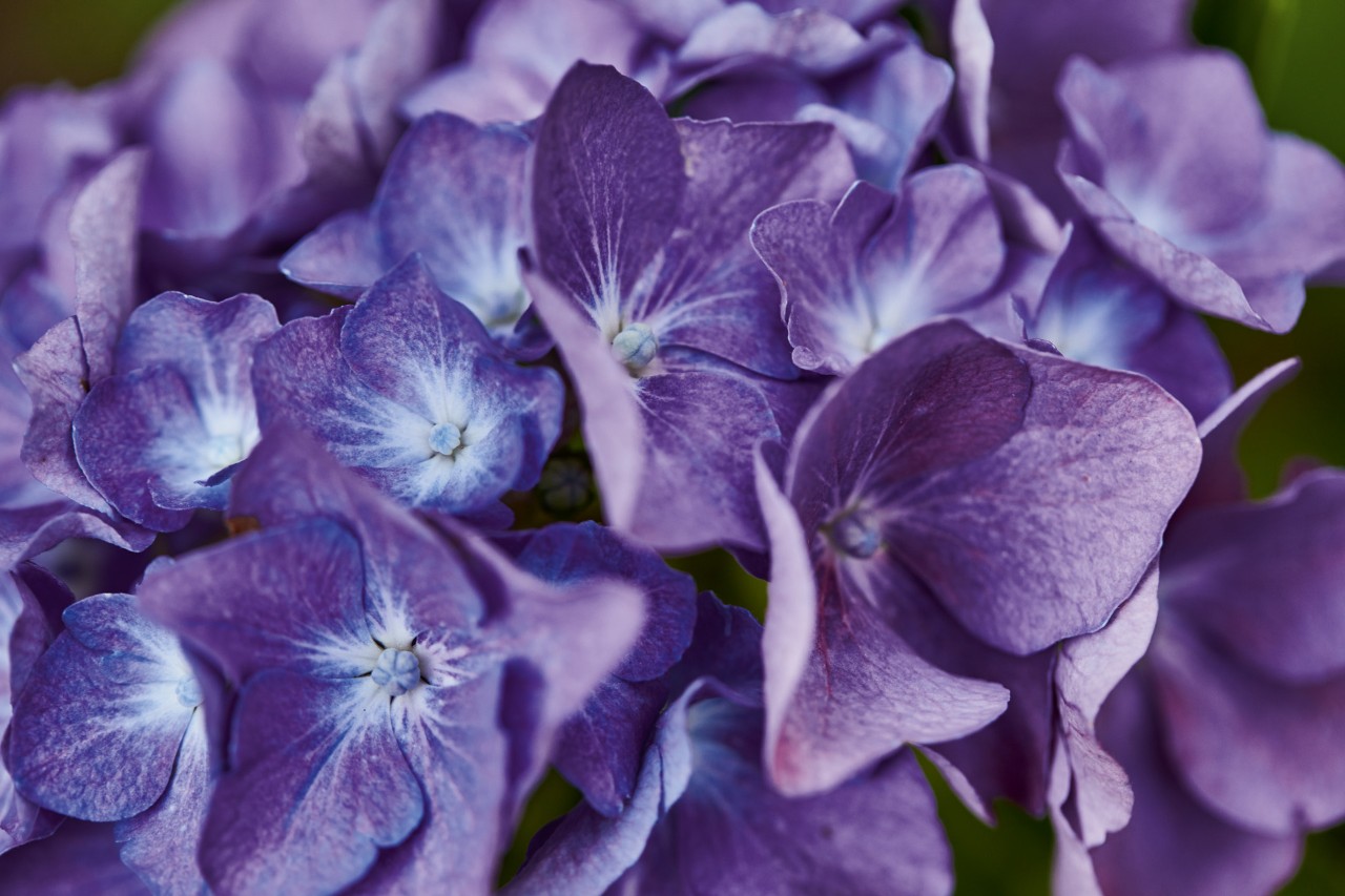 Nahaufnahme: Ballhortensie in Blau-Lila